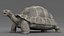 Giant Tortoise Rigged