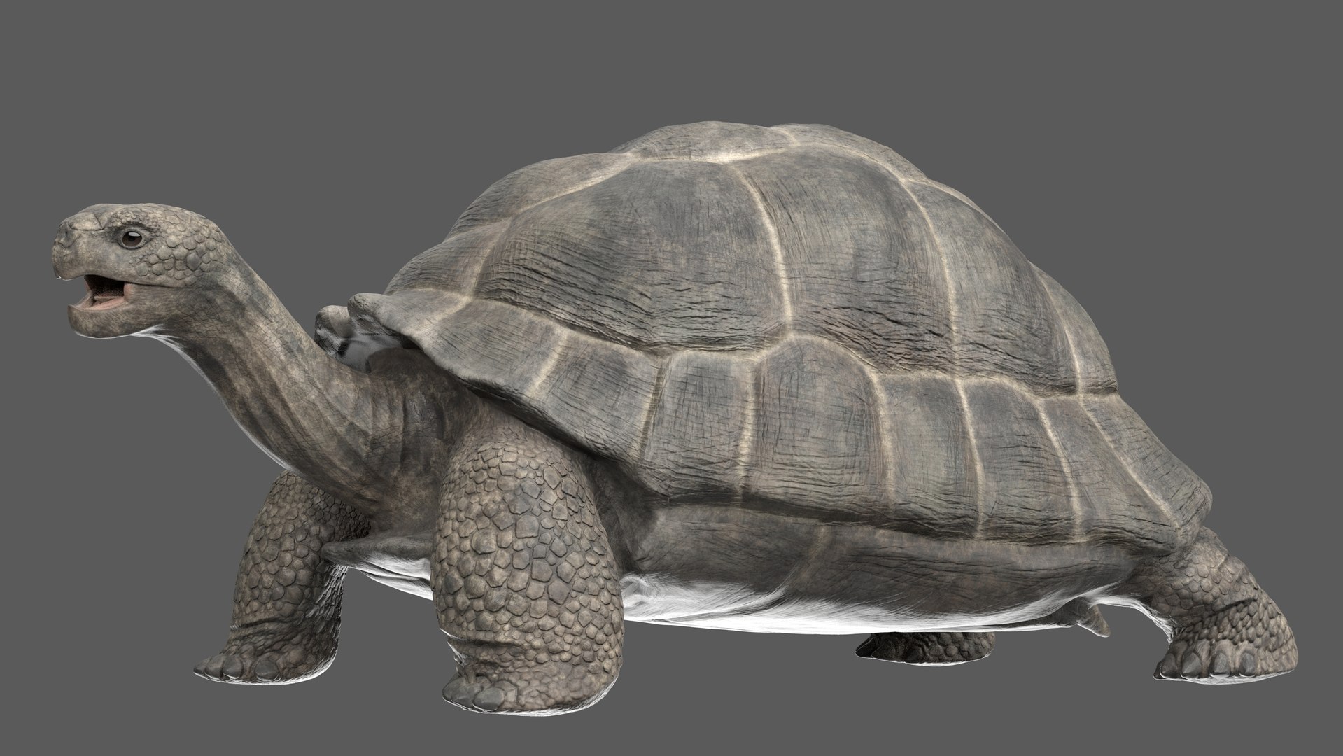 3D giant tortoise https://p.turbosquid.com/ts-thumb/CI/cvWY5y/PS/r02/jpg/1604768226/1920x1080/fit_q87/4f00062b0d15683cdc3c0b20a7467fb929dce7b7/r02.jpg