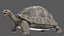 Giant Tortoise Rigged