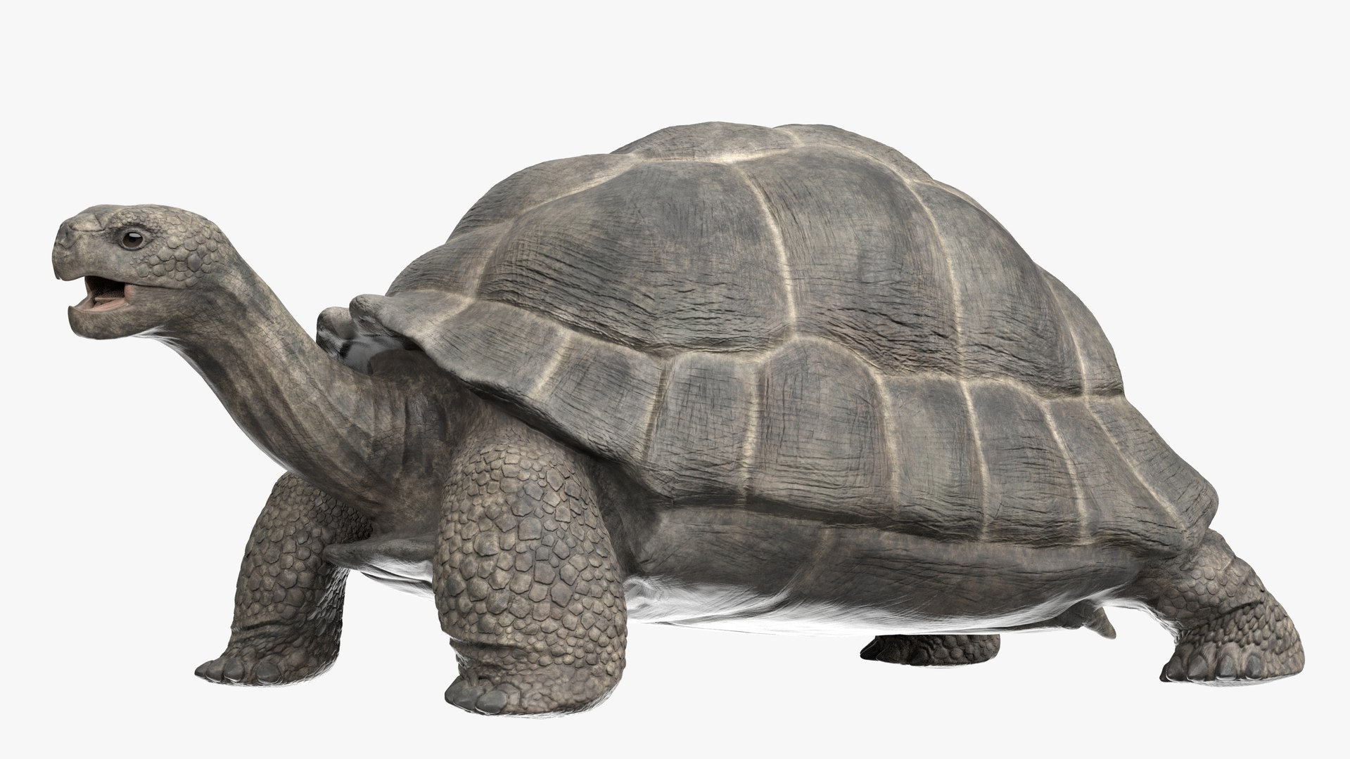 Черепаха 3д. Гигантская черепаха. Черепаха 3д модель. Гигантская черепаха 3д.