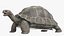 Giant Tortoise Rigged
