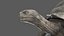 Giant Tortoise Rigged