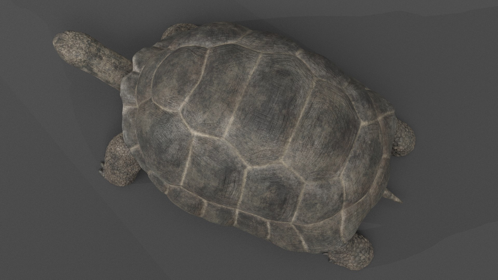 3D giant tortoise https://p.turbosquid.com/ts-thumb/CI/cvWY5y/jh/gianttortoise_poses_1_004/jpg/1604768276/1920x1080/fit_q87/3600306805c4ade4b5063338eb8c8b55f407b00f/gianttortoise_poses_1_004.jpg