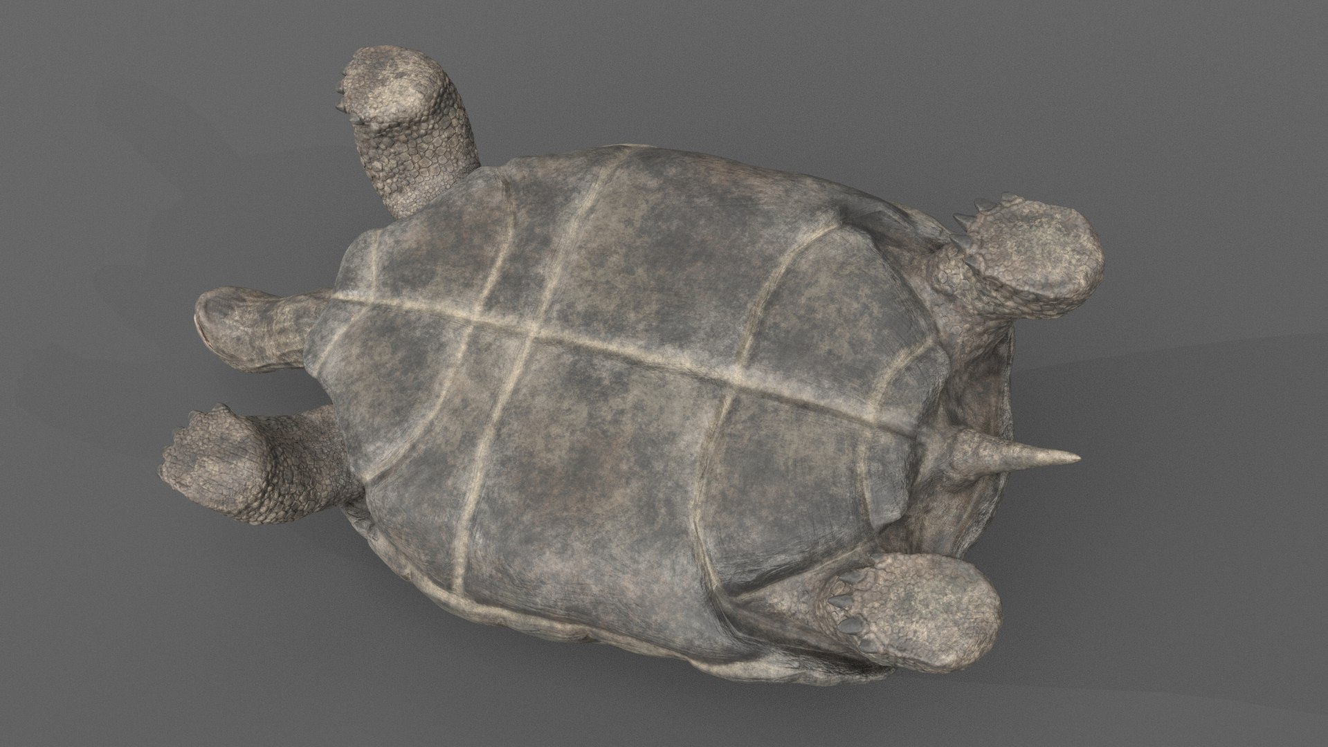 3D giant tortoise https://p.turbosquid.com/ts-thumb/CI/cvWY5y/xj/gianttortoise_poses_1_008/jpg/1604768288/1920x1080/fit_q87/64495f2a60d6cc99b917aa73d48f13b98b171b9d/gianttortoise_poses_1_008.jpg