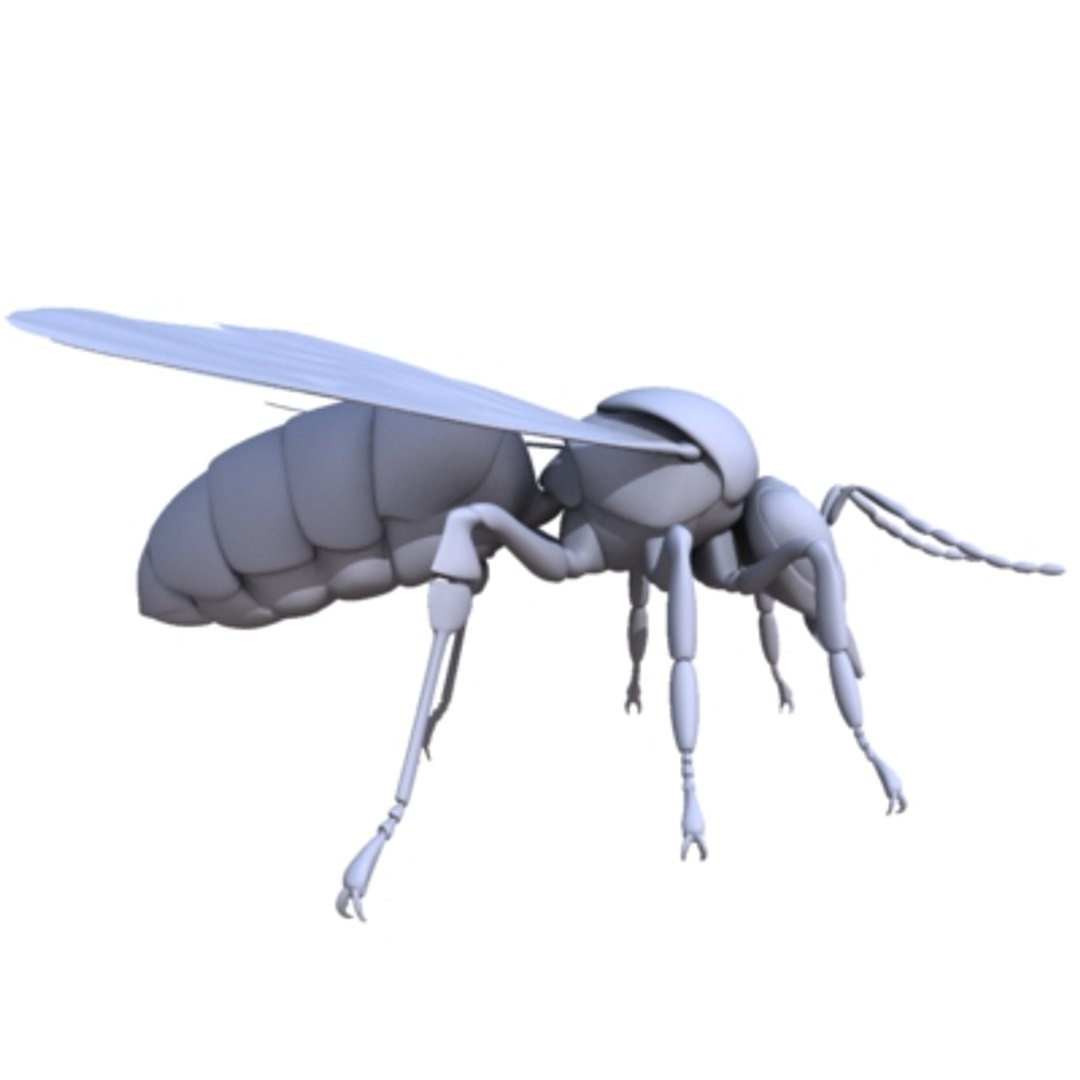 Bee Animation Max