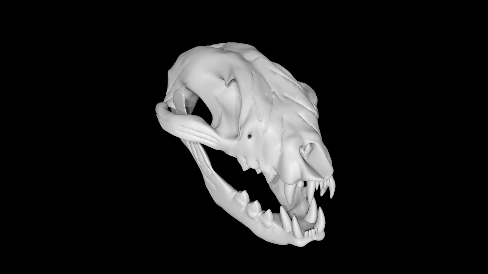 Raccoon skull 3D model https://p.turbosquid.com/ts-thumb/CI/gk2OZG/8c/skull2/jpg/1651134621/1920x1080/fit_q87/5ddcdb8599ce5d69cea6ef53a4a02e3ba56d233f/skull2.jpg