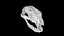 Raccoon Skull