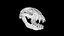 Raccoon Skull