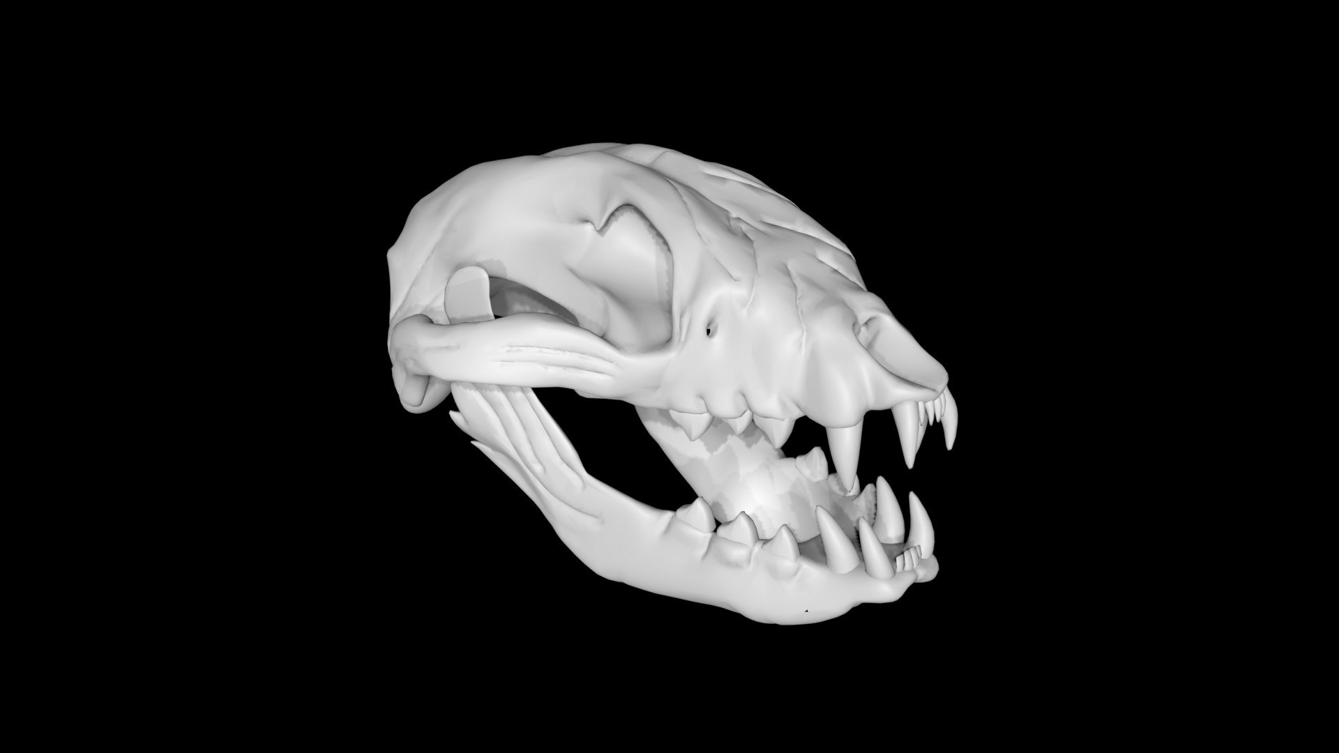 Raccoon skull 3D model https://p.turbosquid.com/ts-thumb/CI/gk2OZG/NH/skull1/jpg/1651134619/1920x1080/fit_q87/29c60fb28cab750954189cc137fba66d49625ddd/skull1.jpg