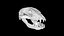 Raccoon Skull
