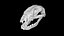 Raccoon Skull