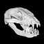 Raccoon Skull