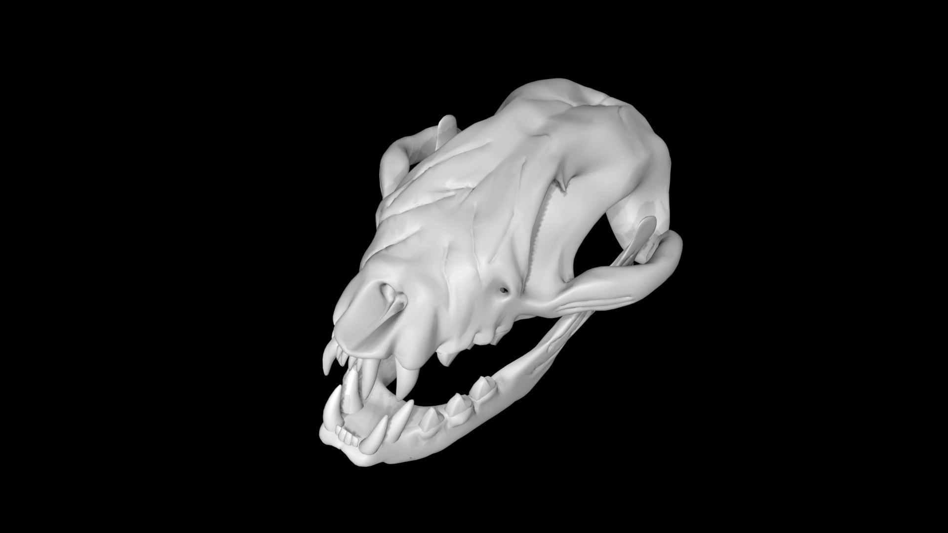 Raccoon Skull 3D Model - TurboSquid 1889564