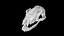Raccoon Skull