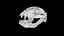 Raccoon Skull
