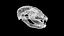 Raccoon Skull