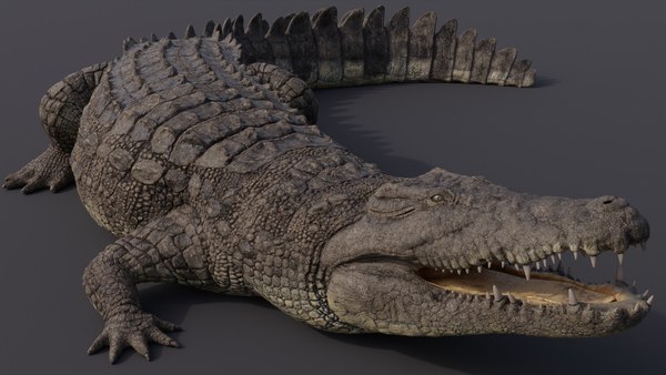 Nile Crocodile 3D model - TurboSquid 1745928