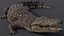 Nile Crocodile 3D model