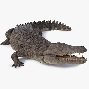 Nile Crocodile