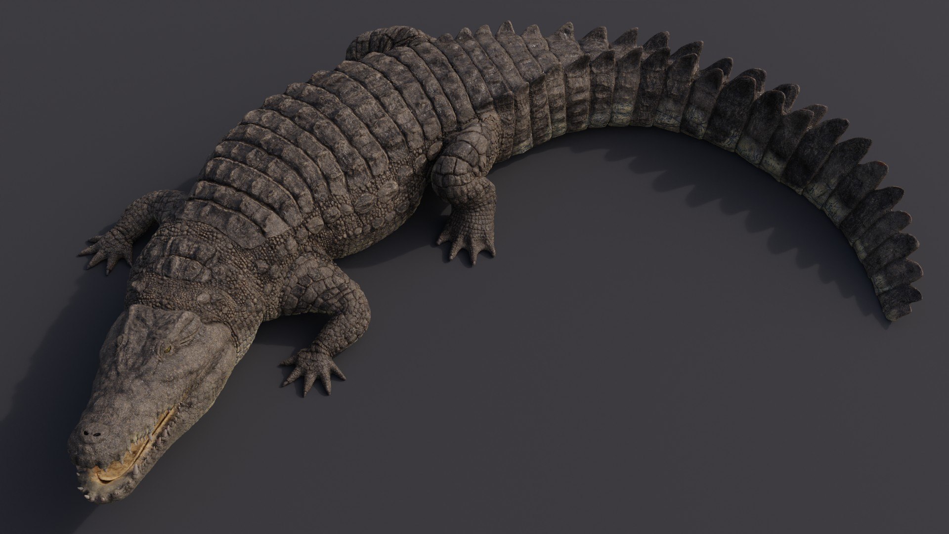 Nile Crocodile 3D model - TurboSquid 1745928