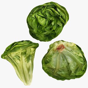 3D vegetable lettuce food