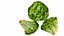Lechuga