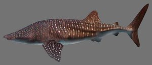 Whale Shark