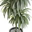Collection de plantes 1176