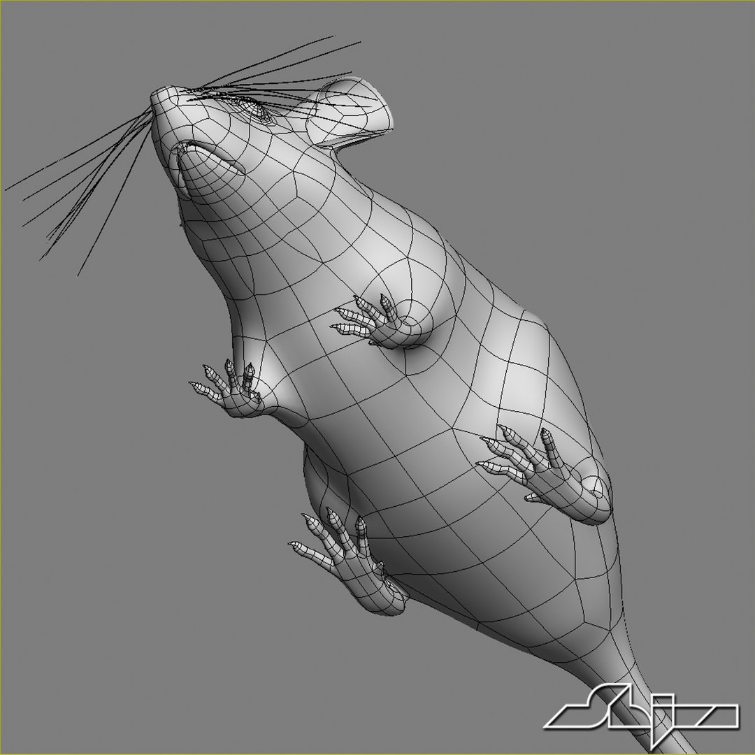Little White Mouse 3d Model