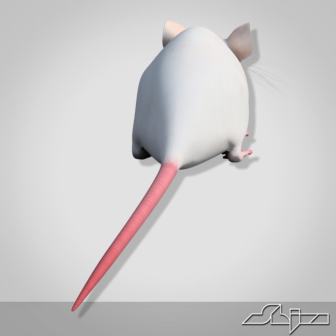 Little White Mouse 3d Model