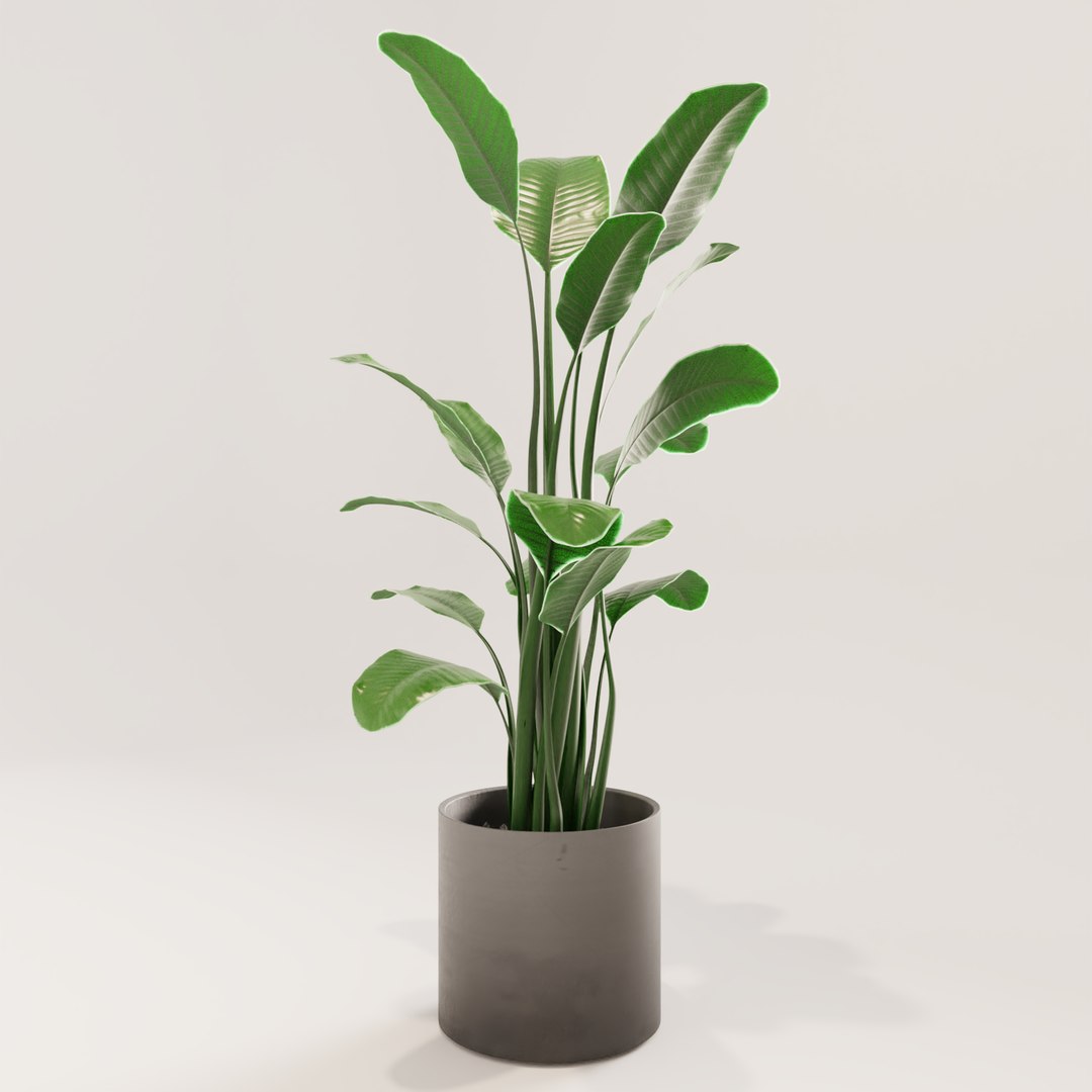 plant green 3D https://p.turbosquid.com/ts-thumb/CJ/V886Q9/2fvnRA90/0003/png/1585597442/1920x1080/fit_q87/46a43d82e6a462713b6e80a923311e16e407b225/0003.jpg
