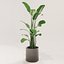 Potted plant green