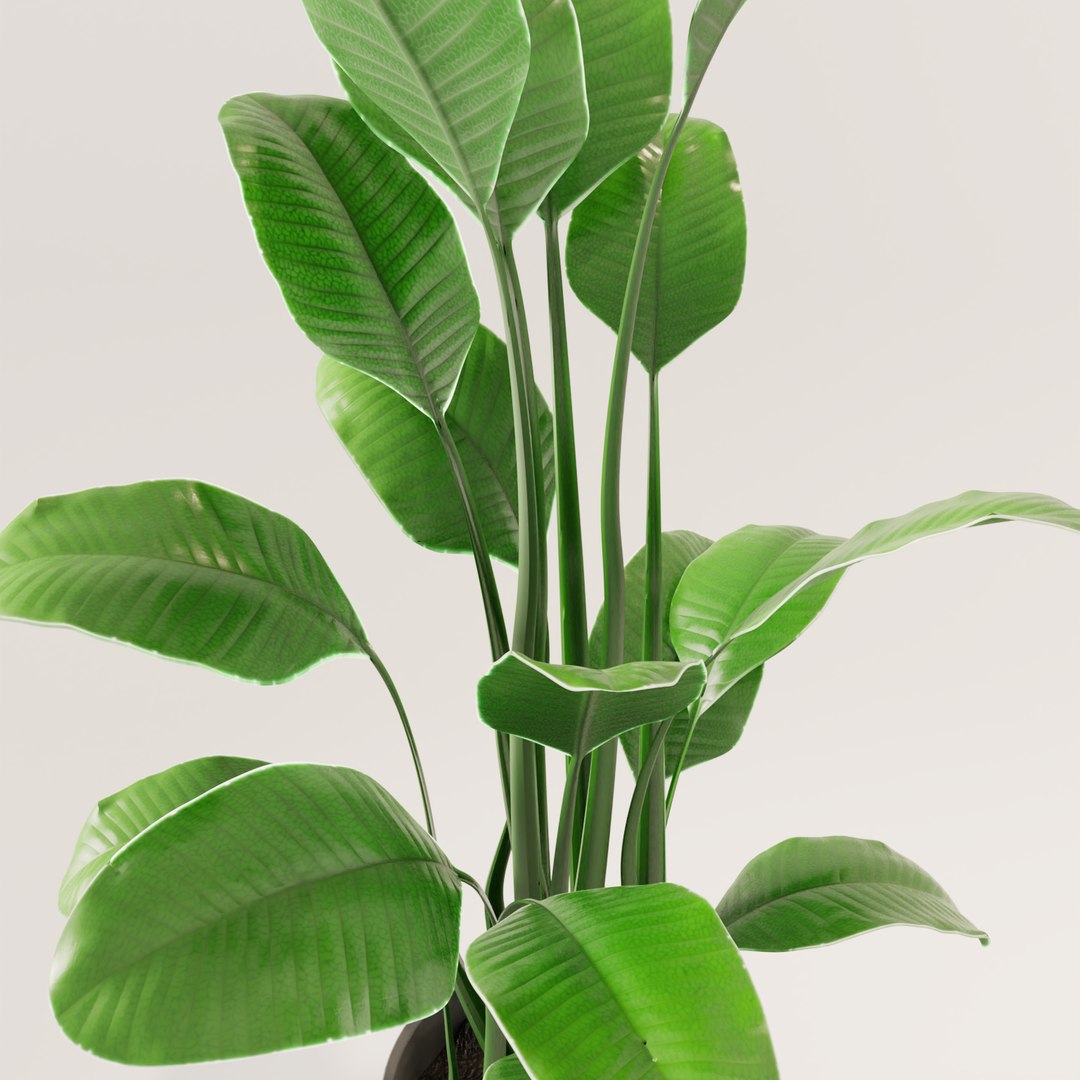 plant green 3D https://p.turbosquid.com/ts-thumb/CJ/V886Q9/2t3cMNFw/0009/png/1585596853/1920x1080/fit_q87/d11bc15c8736e3557454669ff79a12135e8d18e6/0009.jpg