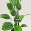 Potted plant green