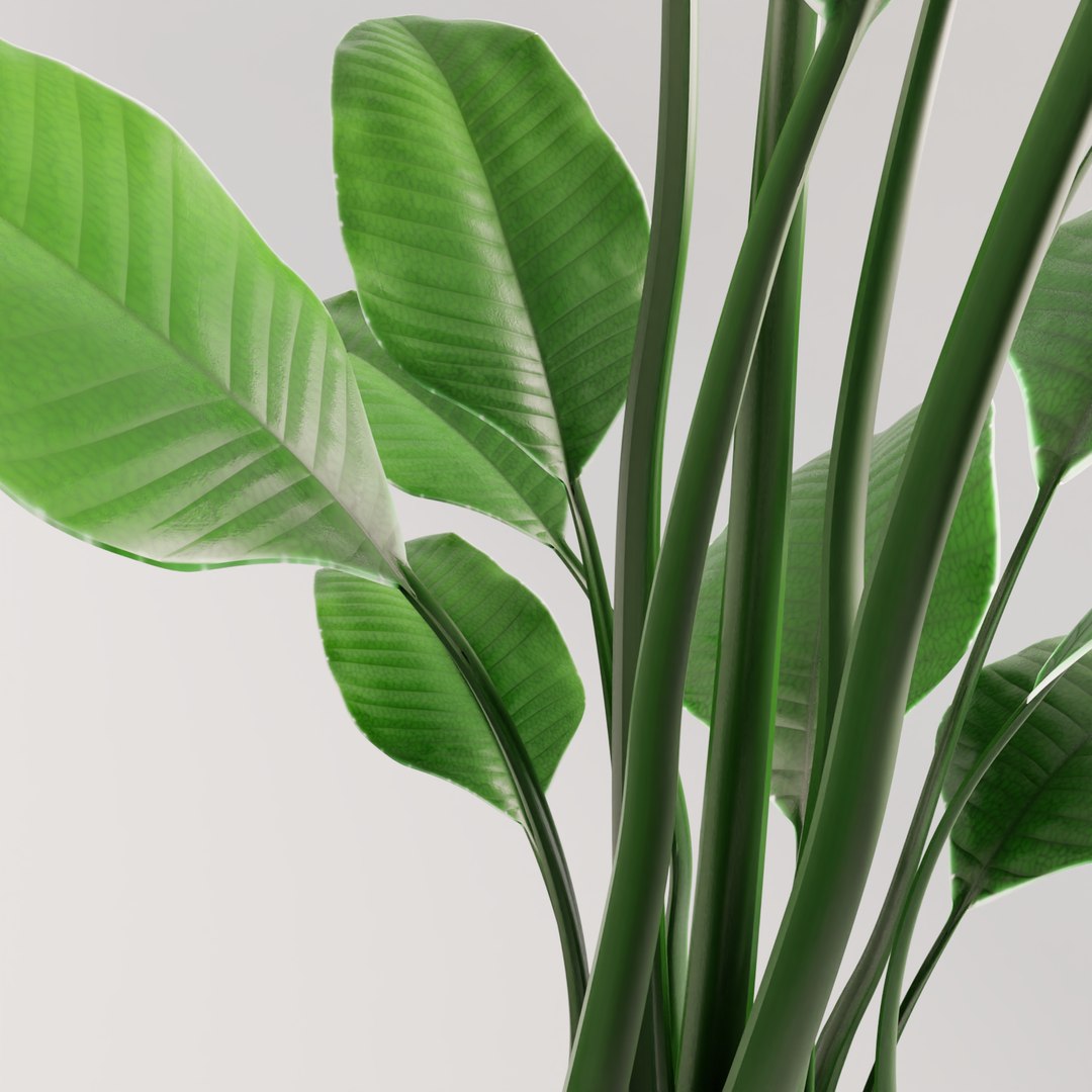 plant green 3D https://p.turbosquid.com/ts-thumb/CJ/V886Q9/9yyazoJH/0013/png/1585596714/1920x1080/fit_q87/9e4de141e58d1a27a432826855176ffbb176f673/0013.jpg