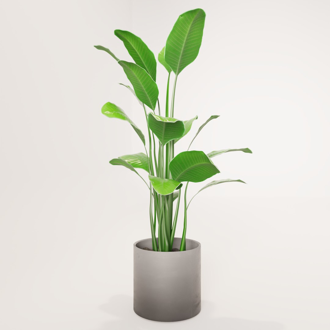 plant green 3D https://p.turbosquid.com/ts-thumb/CJ/V886Q9/Bzso5WW2/0005/png/1585596938/1920x1080/fit_q87/df4e6abe153eba7c5514ed249a4c404022a75f2e/0005.jpg