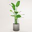 Potted plant green