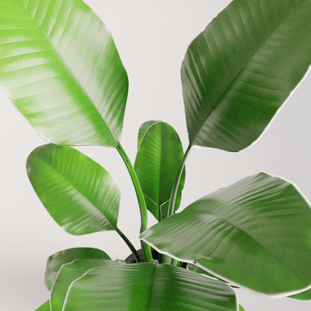 plant green 3D https://p.turbosquid.com/ts-thumb/CJ/V886Q9/Cr9jQrXX/0016/png/1585596628/1920x1080/fit_q87/80df1d5e8ef848af68c674b418d8e8cadc8c8bbc/0016.jpg