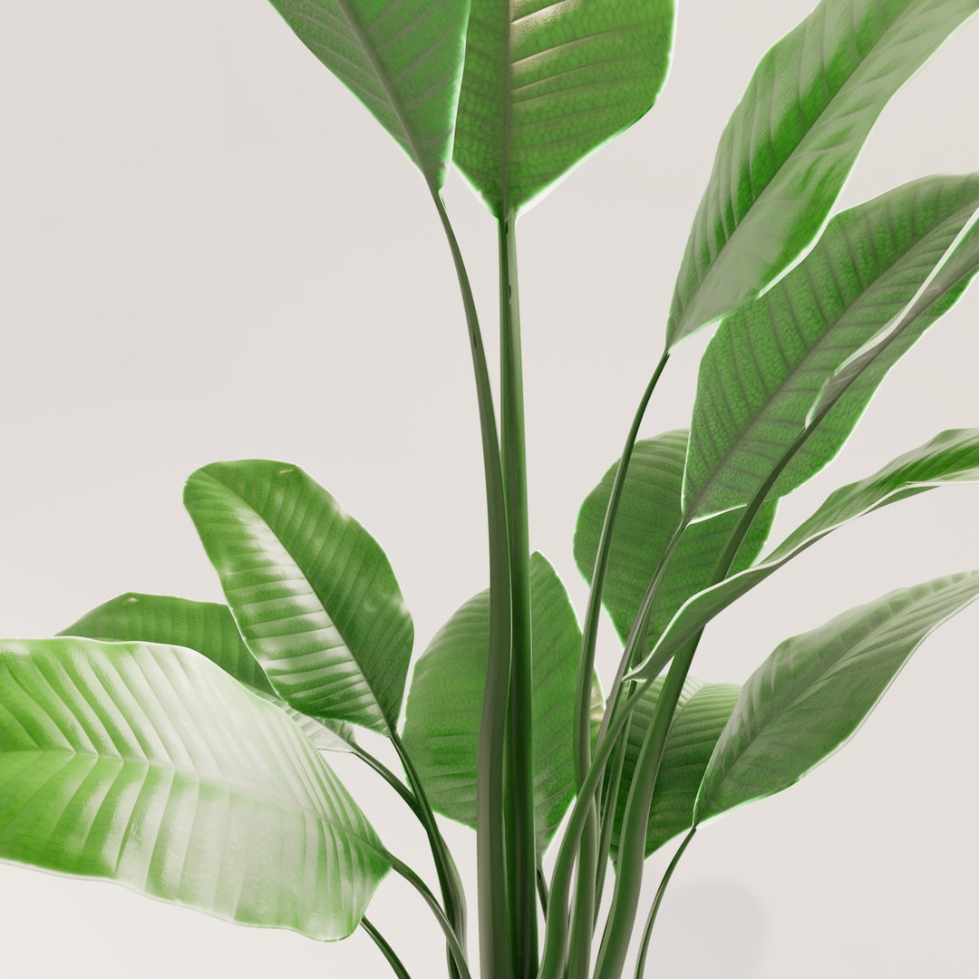 plant green 3D https://p.turbosquid.com/ts-thumb/CJ/V886Q9/IcEykwgG/0012/png/1585596778/1920x1080/fit_q87/4b2cee542fe9483d26fa1bf71008a336a7dae4e3/0012.jpg