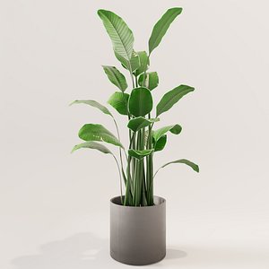 plant green 3D