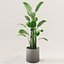 Potted plant green