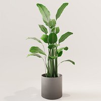 Potted plant green