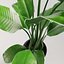 Potted plant green