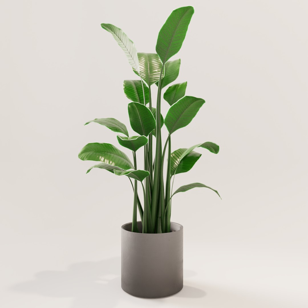plant green 3D https://p.turbosquid.com/ts-thumb/CJ/V886Q9/WIEXltY5/0002/png/1585597753/1920x1080/fit_q87/e3cbe1fcc2fbbc22b5f809f1150061017f30100f/0002.jpg
