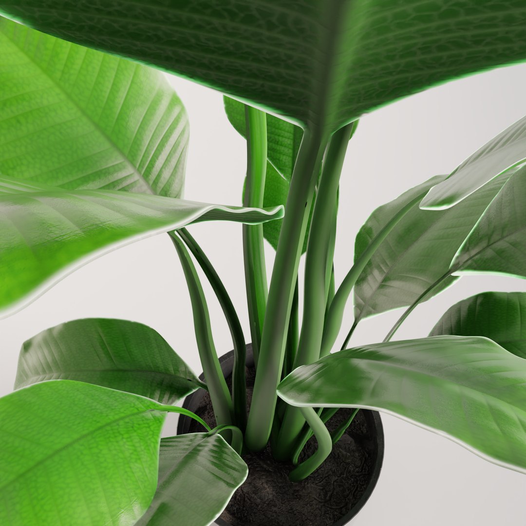 plant green 3D https://p.turbosquid.com/ts-thumb/CJ/V886Q9/WTHBFi4b/0015/png/1585596669/1920x1080/fit_q87/45a452cd53aab99ac8e3f8a7a724cad064156dba/0015.jpg