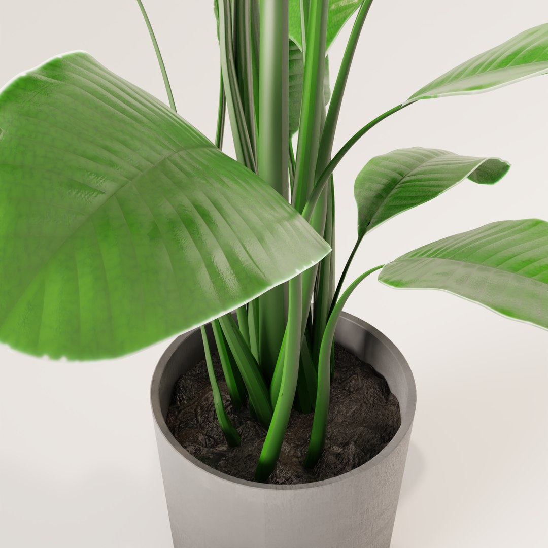 plant green 3D https://p.turbosquid.com/ts-thumb/CJ/V886Q9/avrvHFfZ/0008/png/1585596873/1920x1080/fit_q87/272ea4aae54c292ebd839a7ab2bd0d64f92538af/0008.jpg