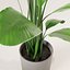 Potted plant green