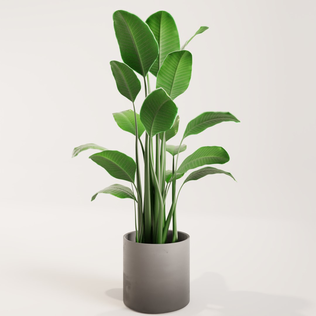 plant green 3D https://p.turbosquid.com/ts-thumb/CJ/V886Q9/c6OxDWMG/0004/png/1585596956/1920x1080/fit_q87/491e60901791aea082052643fe3e0cb95022229e/0004.jpg