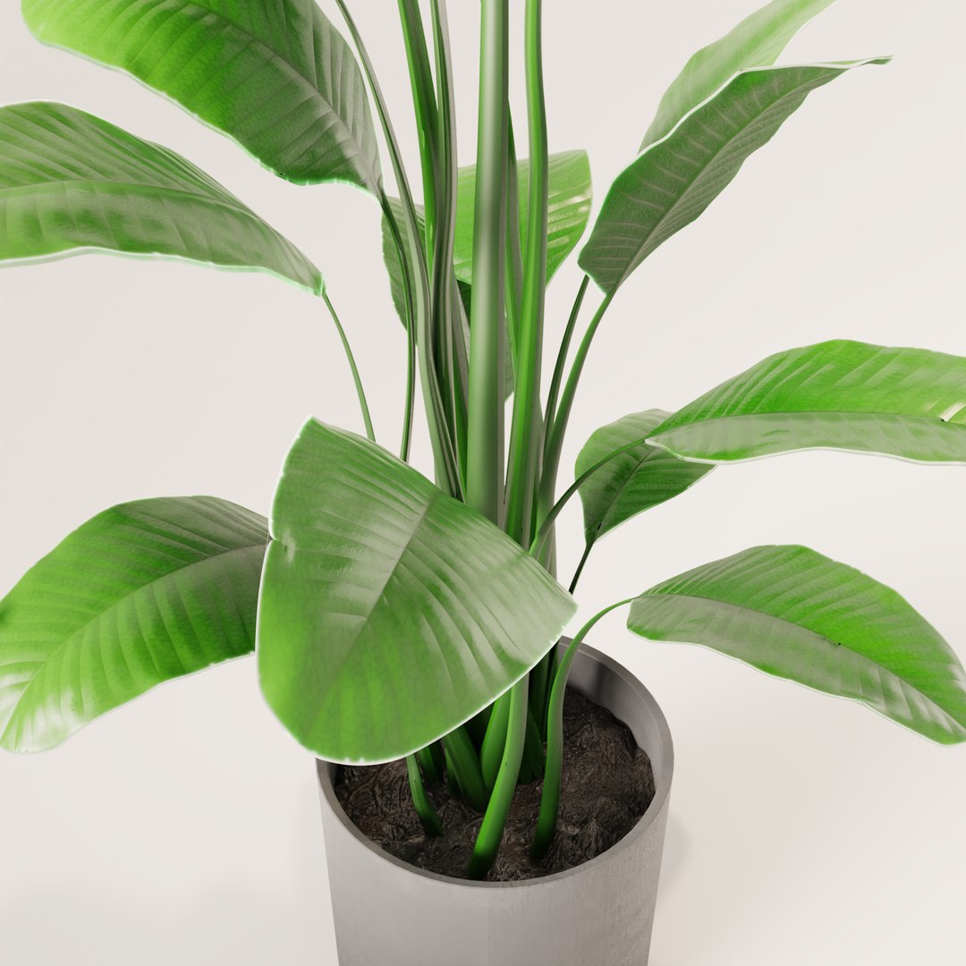 plant green 3D https://p.turbosquid.com/ts-thumb/CJ/V886Q9/ckpYw68I/0007/png/1585596893/1920x1080/fit_q87/ebbf356cb25475b683cdb383b3ddc313a25d5876/0007.jpg