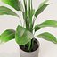 Potted plant green